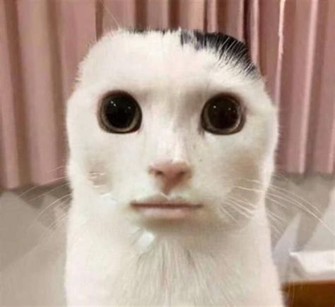 cat with funny face|cat with human face meme.